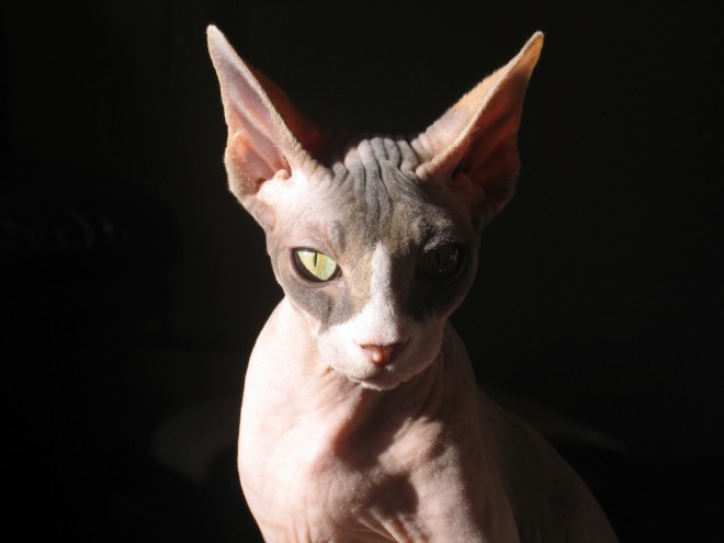 sphinx-cat-photos3.jpg