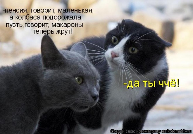 котэ.jpg